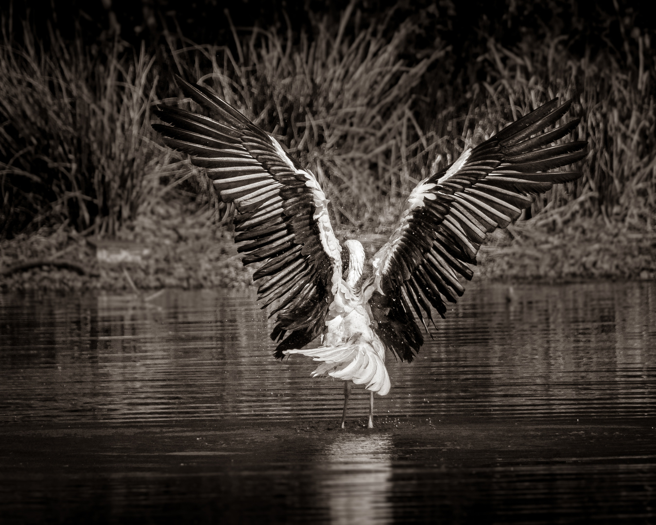 Storch beim Ballett