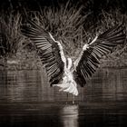 Storch beim Ballett