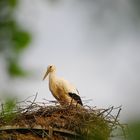 Storch beim Brüten