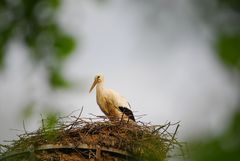 Storch beim Brüten