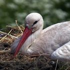 Storch beim Brüten