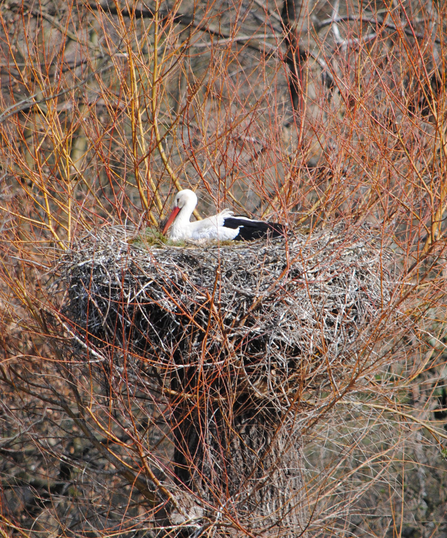 Storch beim Brüten