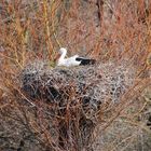 Storch beim Brüten