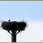 Storch beim Brüten