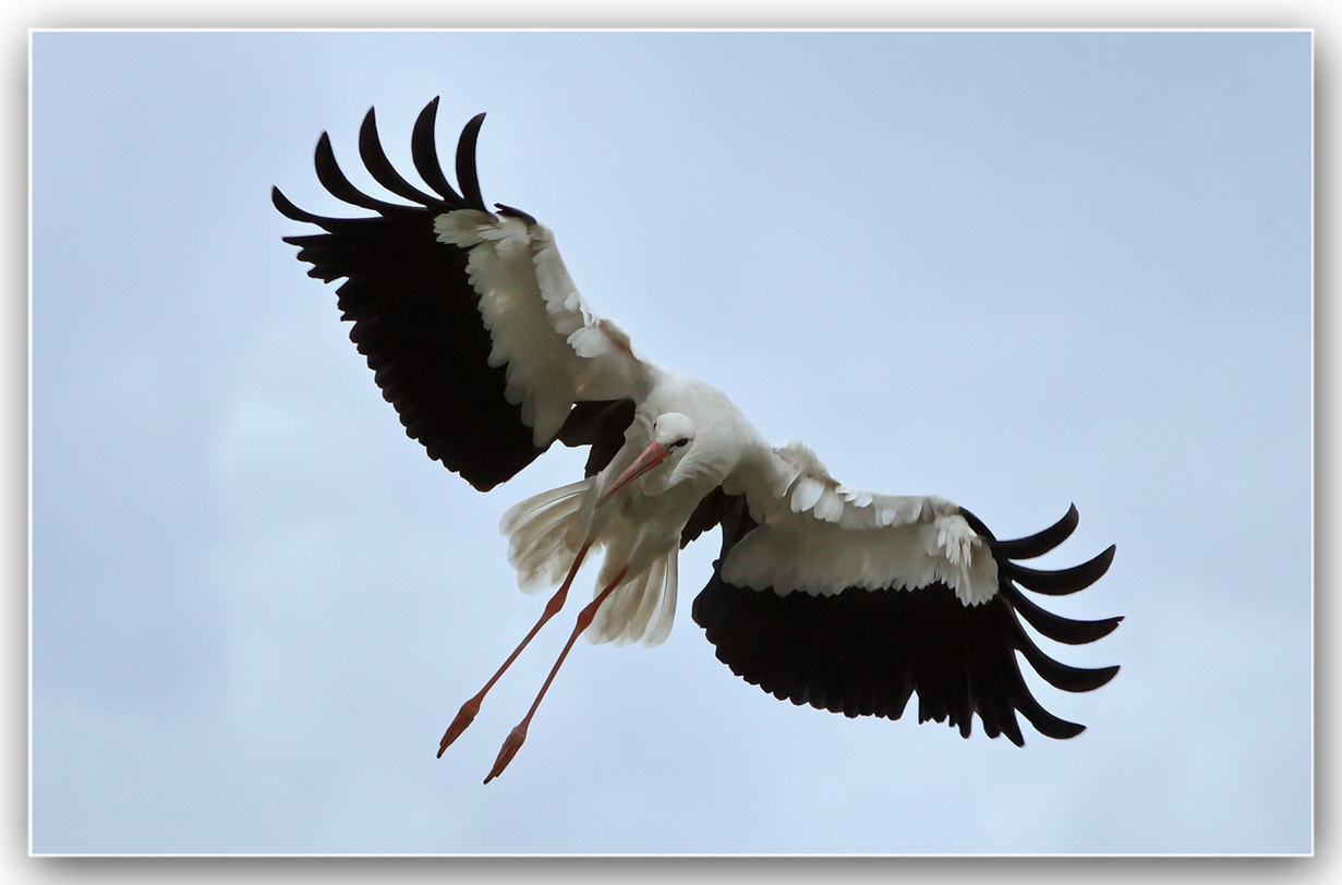 Storch beim einschweben