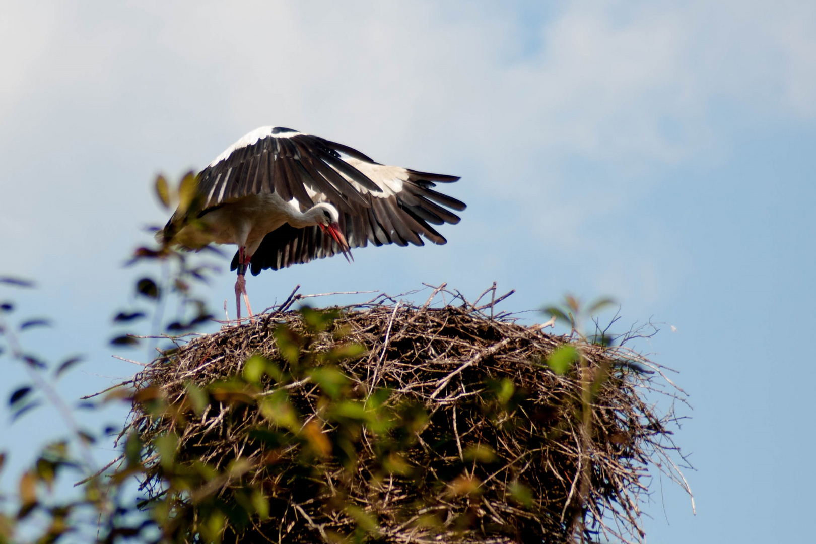 Storch beim Fliegenlernen I