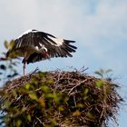 Storch beim Fliegenlernen I