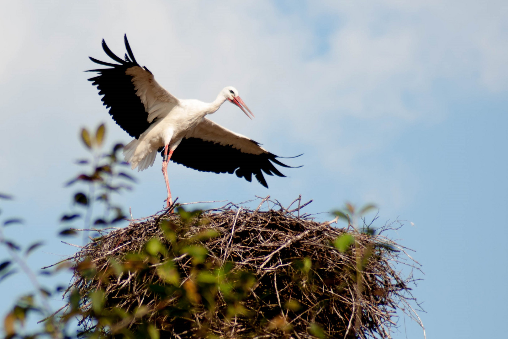 Storch beim Fliegenlernen II