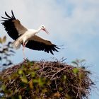 Storch beim Fliegenlernen II