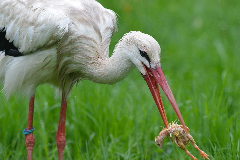 Storch beim Fressen Foto & Bild tiere, zoo, wildpark & falknerei