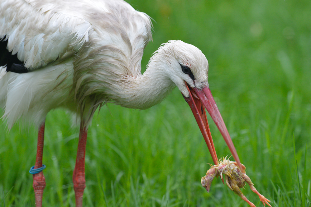 Storch beim Fressen