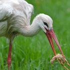 Storch beim Fressen