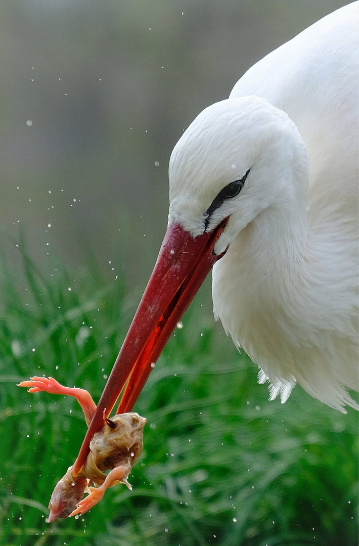 Storch beim Fressen