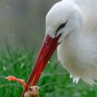 Storch beim Fressen