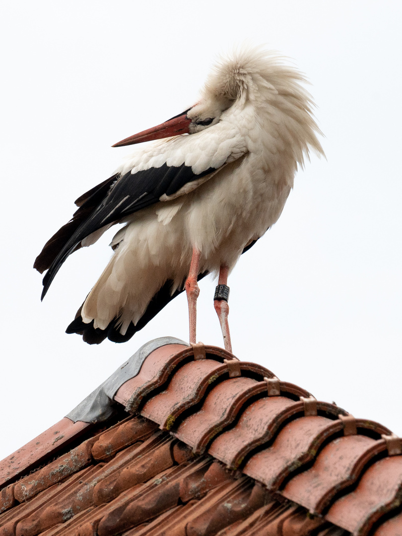 Storch beim Gefieder putzen