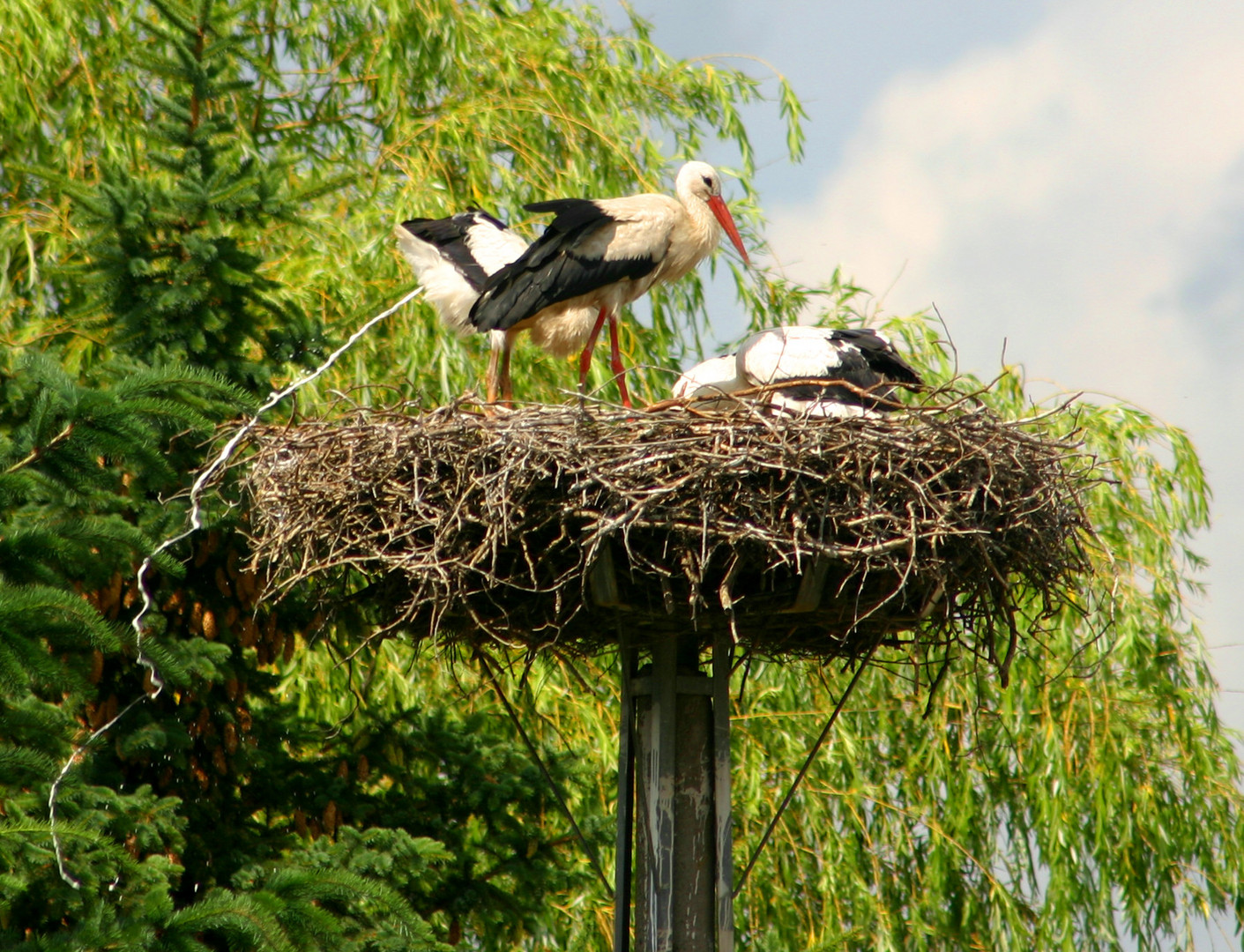 Storch beim "Geschäft"