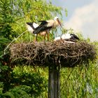 Storch beim "Geschäft"