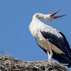 Storch beim Klappern 