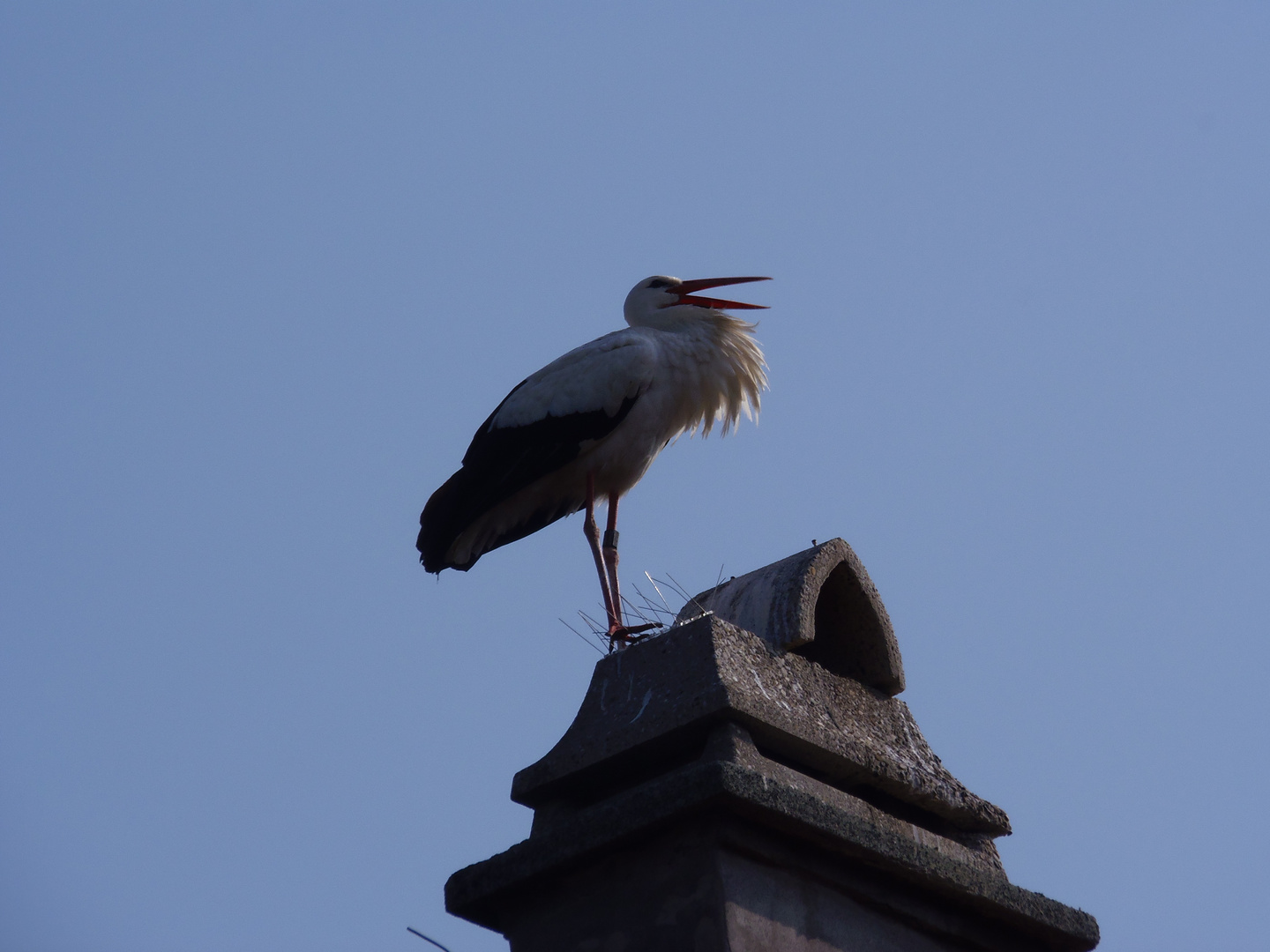 Storch beim klappern