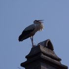 Storch beim klappern