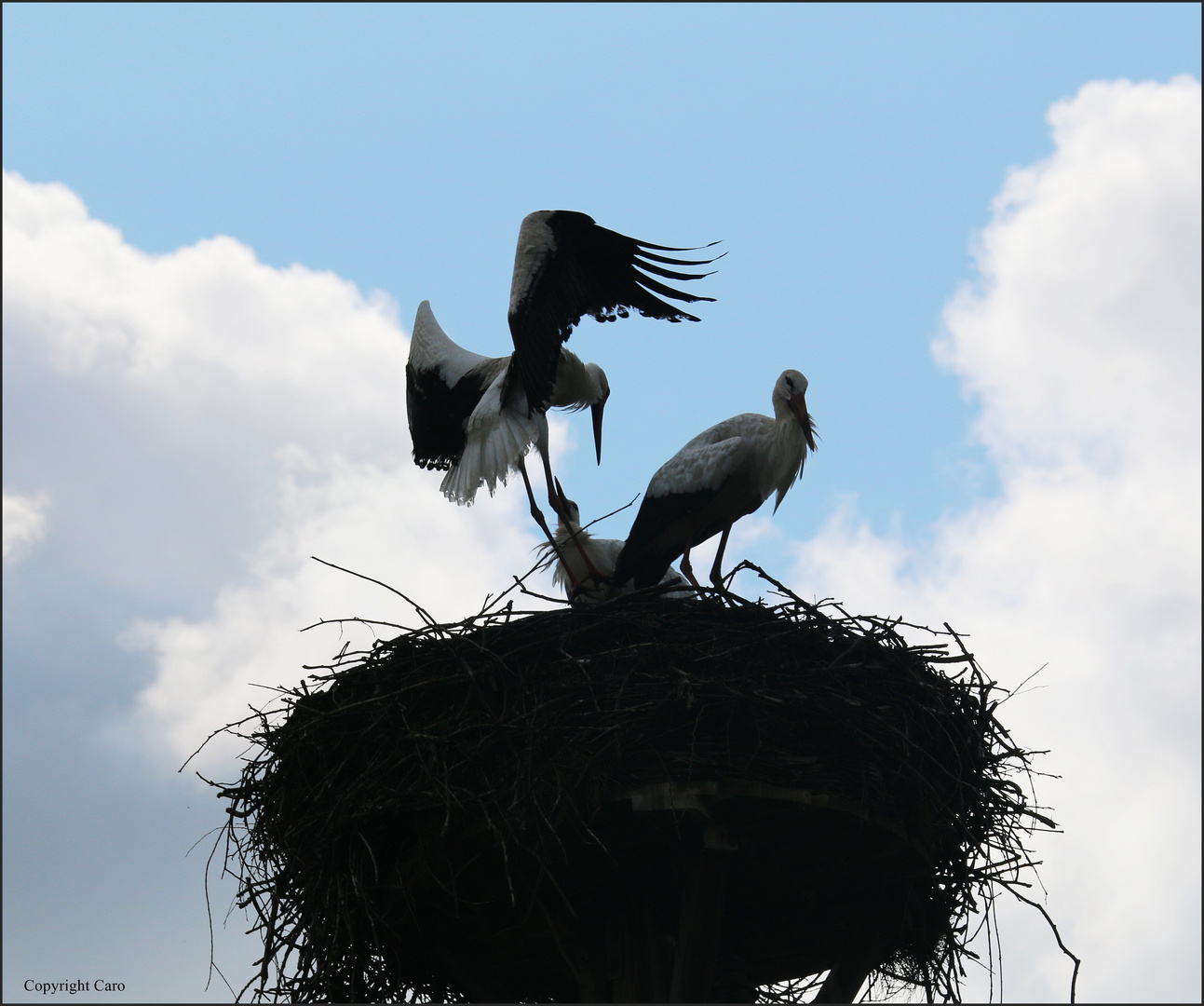 Storch beim Nestanflug