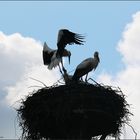 Storch beim Nestanflug