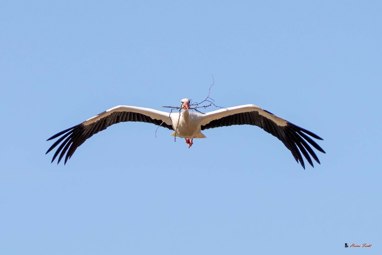 Storch beim Nestausbau 