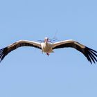 Storch beim Nestausbau 