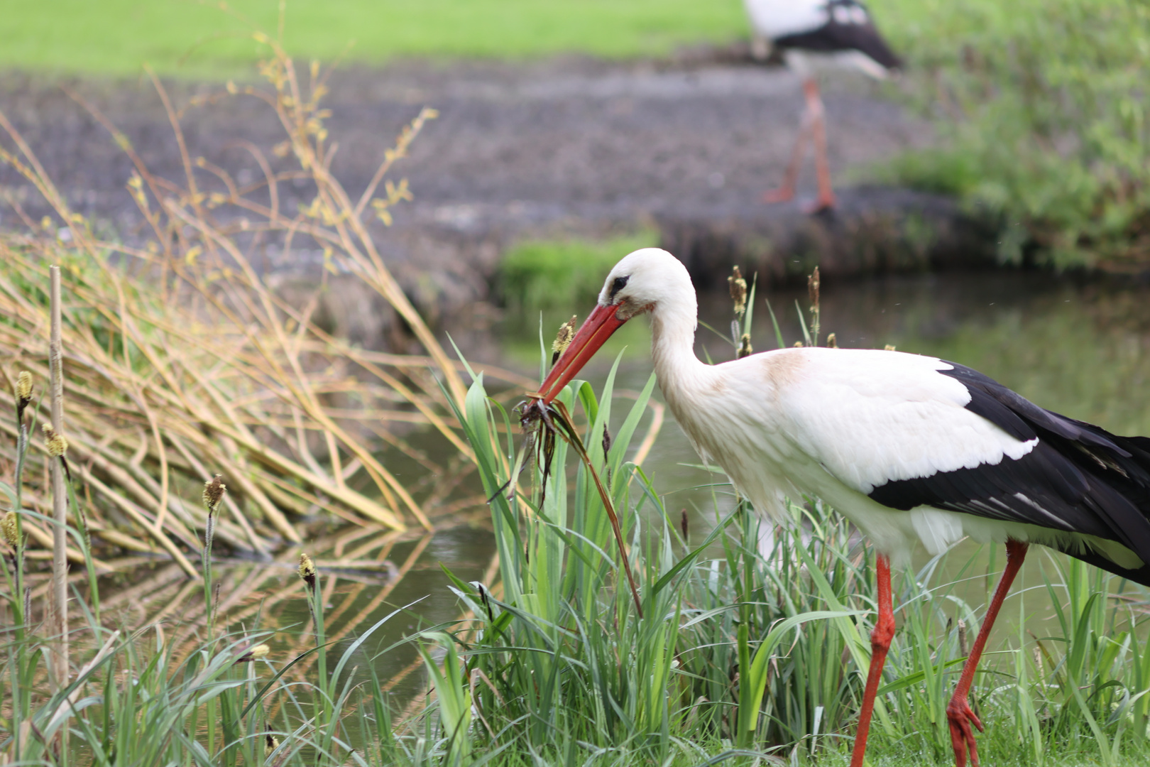 Storch beim Nestbau