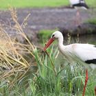 Storch beim Nestbau