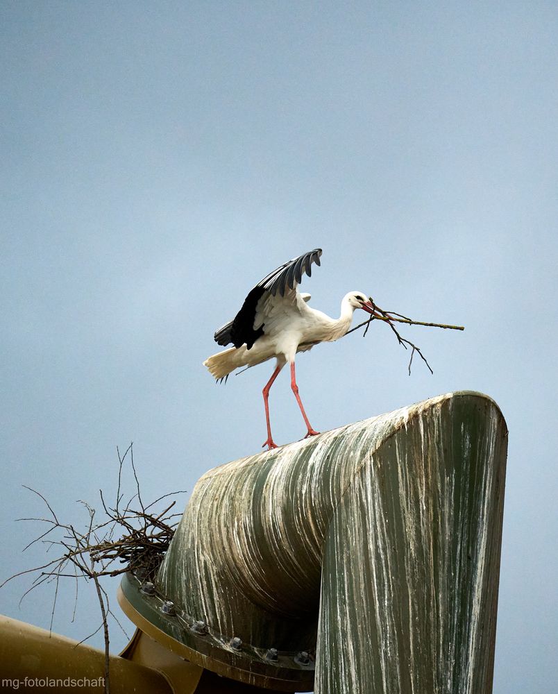 Storch beim Nestbau