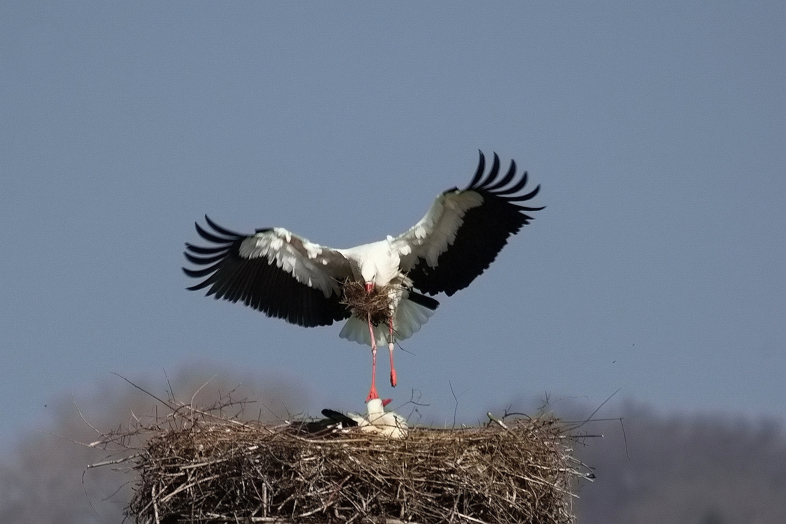 Storch beim Nestbau