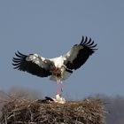 Storch beim Nestbau