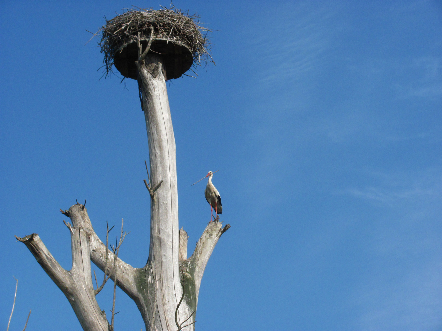 Storch beim Nestbau