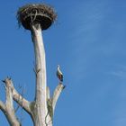 Storch beim Nestbau