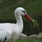 Storch beim Nestbau