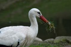 Storch beim Nestbau