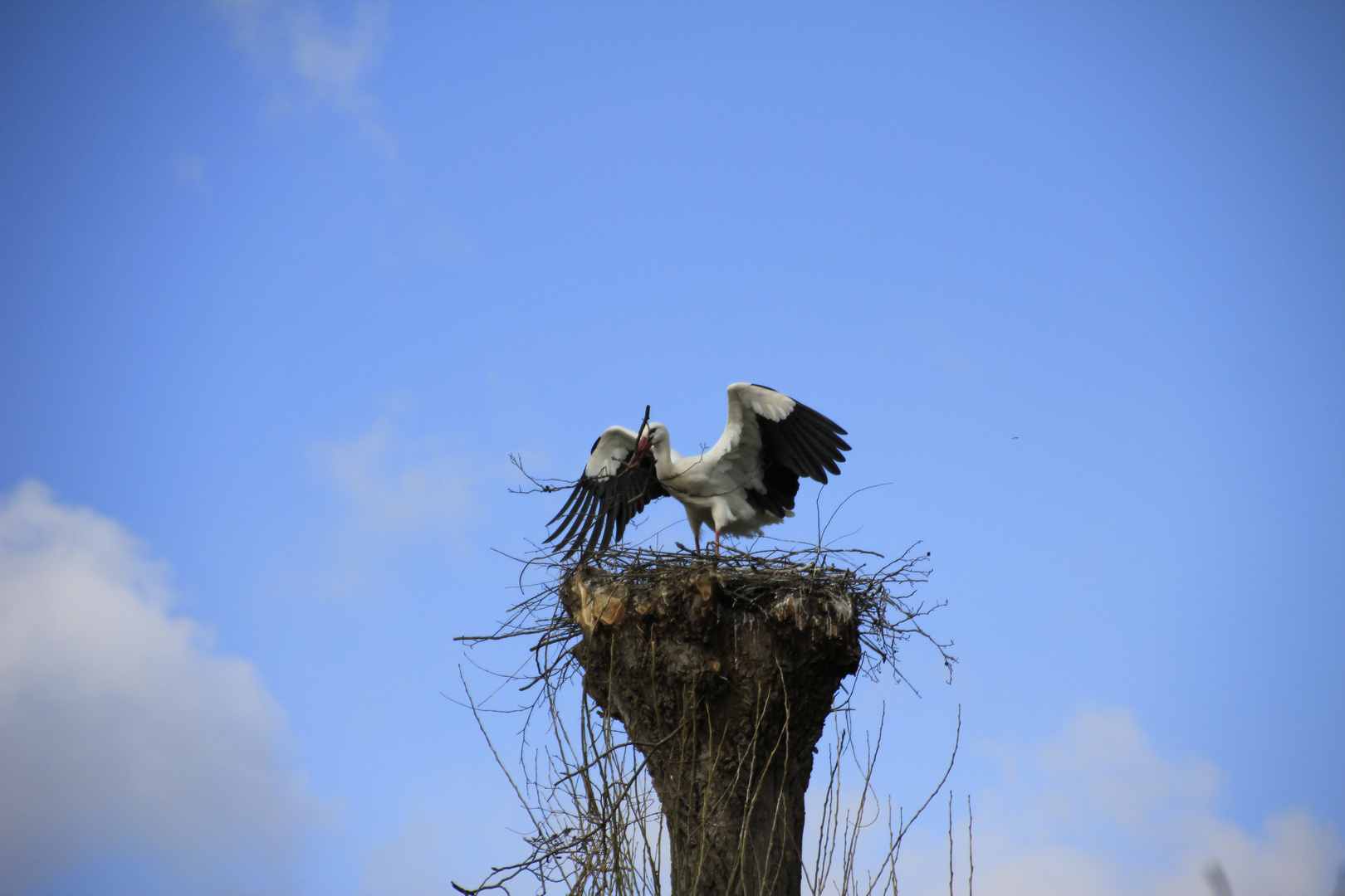 Storch beim nestbau