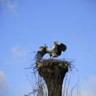 Storch beim nestbau