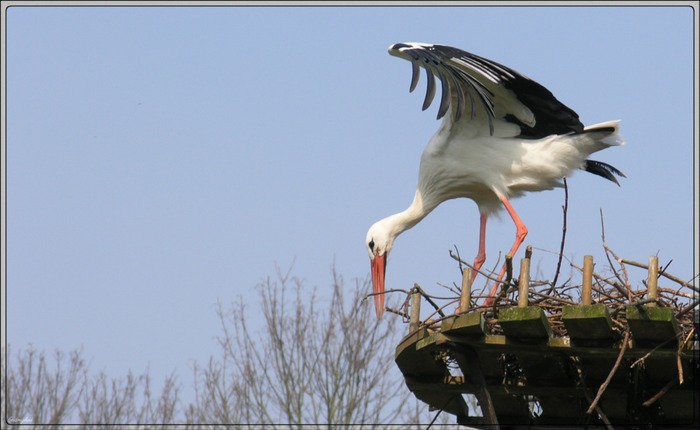 Storch beim Nestbau