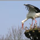 Storch beim Nestbau