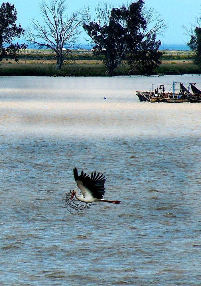 Storch beim Nestbau