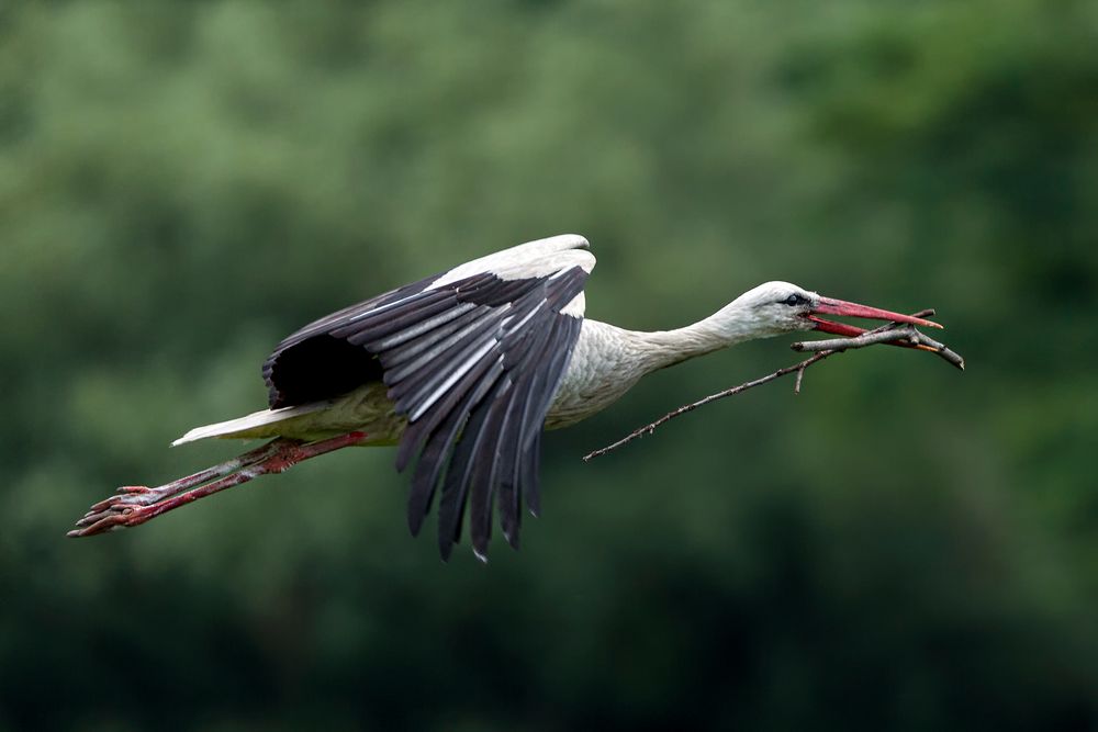 Storch beim Nestbau