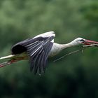 Storch beim Nestbau