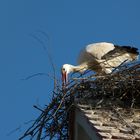 Storch beim Nestneubau