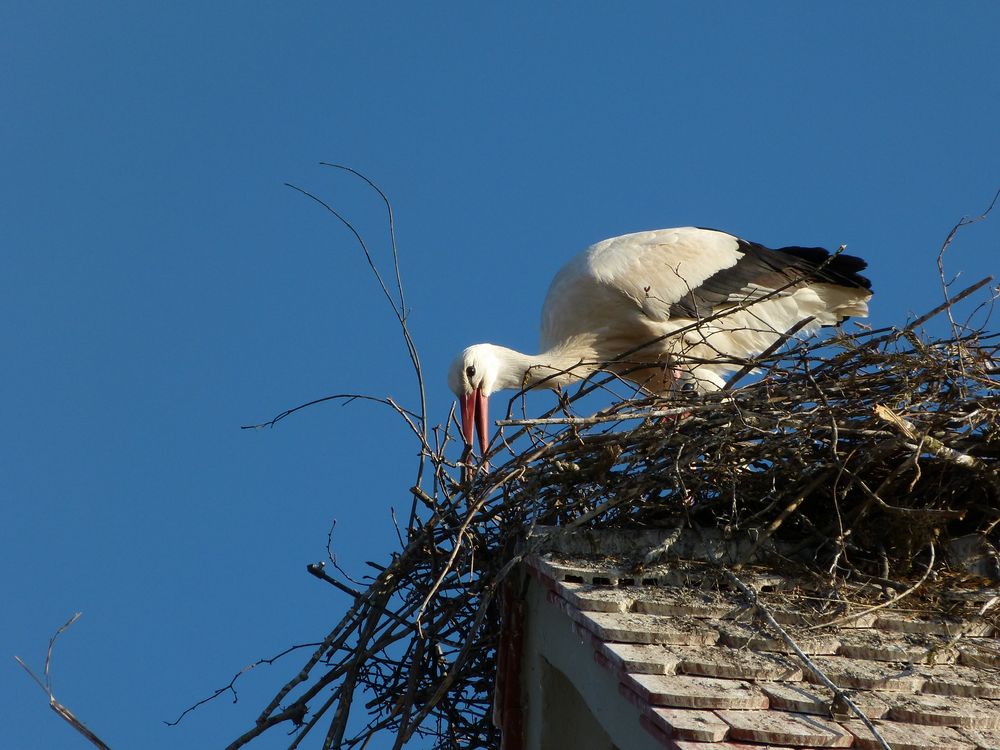 Storch beim Nestneubau