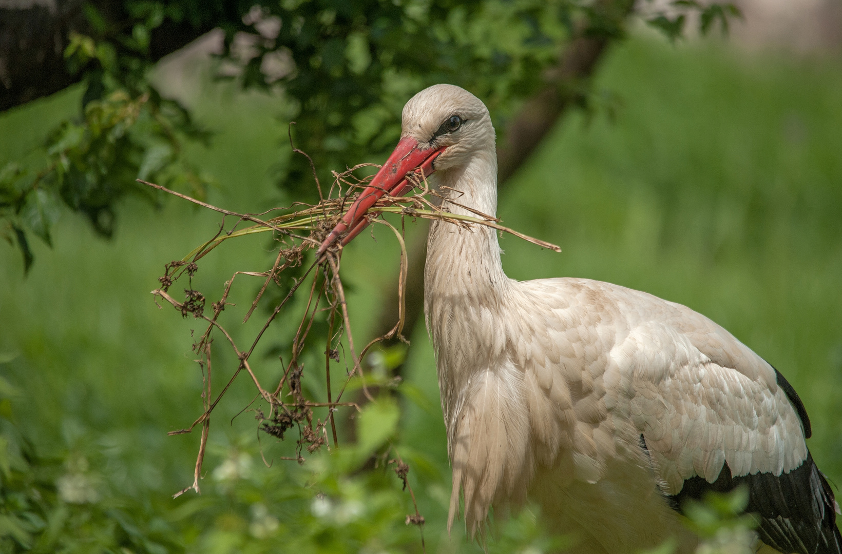 Storch beim Sammeln