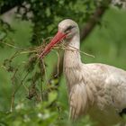 Storch beim Sammeln