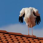 Storch beim Sonnenbaden