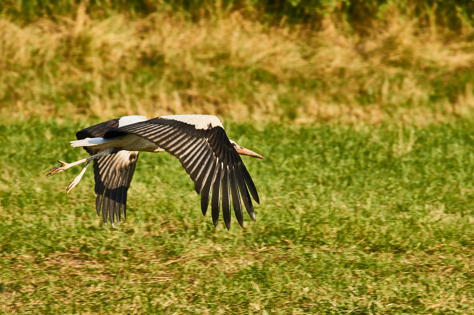 Storch beim Start